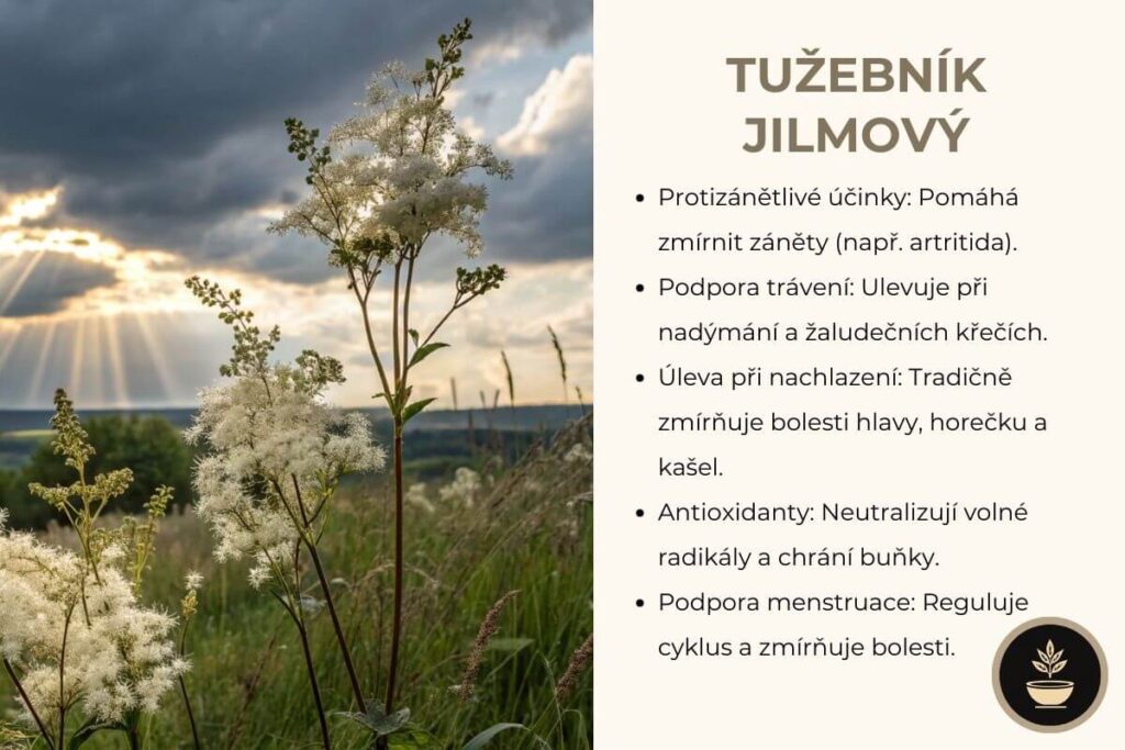 tuzebnik-jilmovy clanek  přírodní léčba nachlazení, menstruačního cyklu a podpora trávení