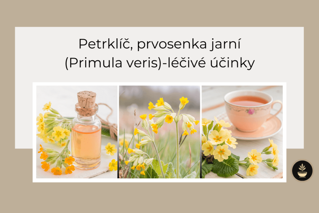 Petrklíč, prvosenka jarní (Primula veris)- léčivé účinky
