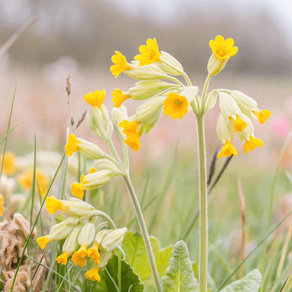 primula-veris petrklíč léčivé účinky