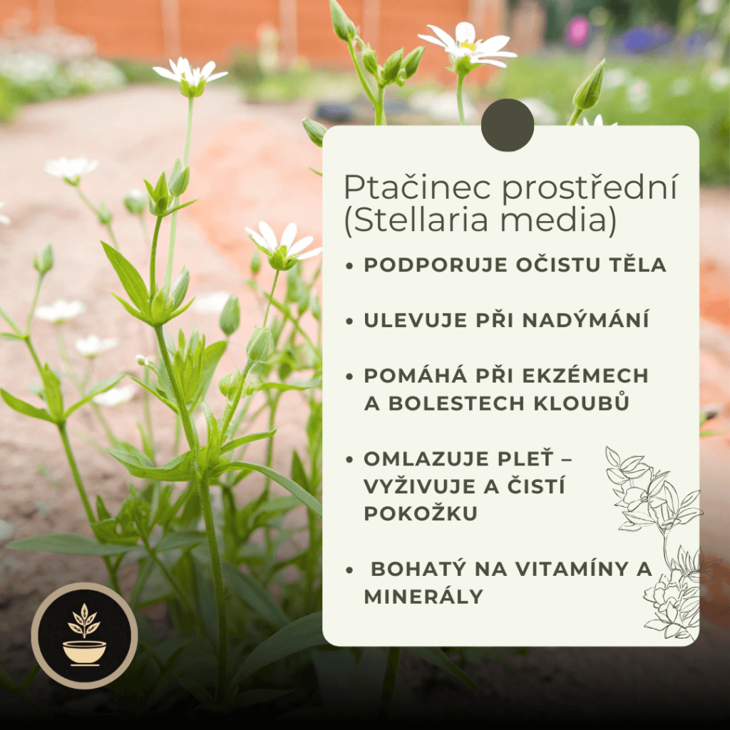 ptacinec-zabinec ptačinec prostřední, ptačinec žabinec