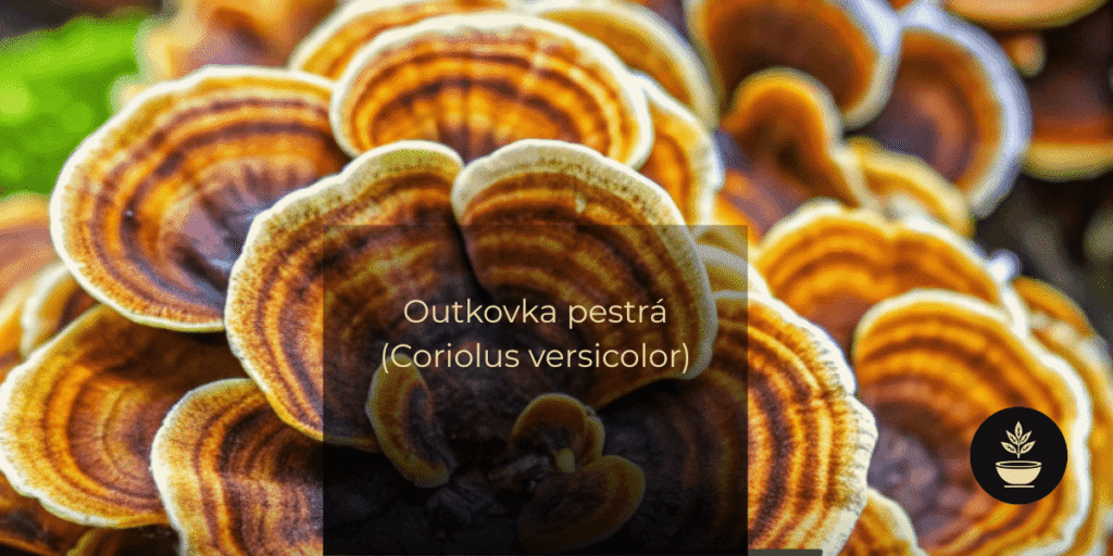 Outkovka pestrá (Coriolus versicolor)